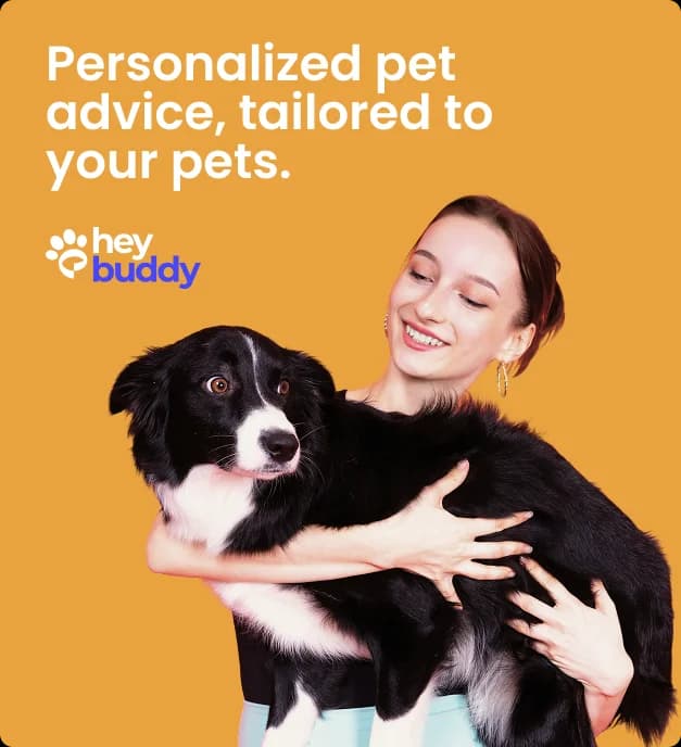 HeyBuddy personalized pet advice campaign